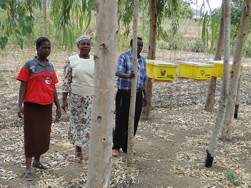 Sustainable Commercial Beekeeping