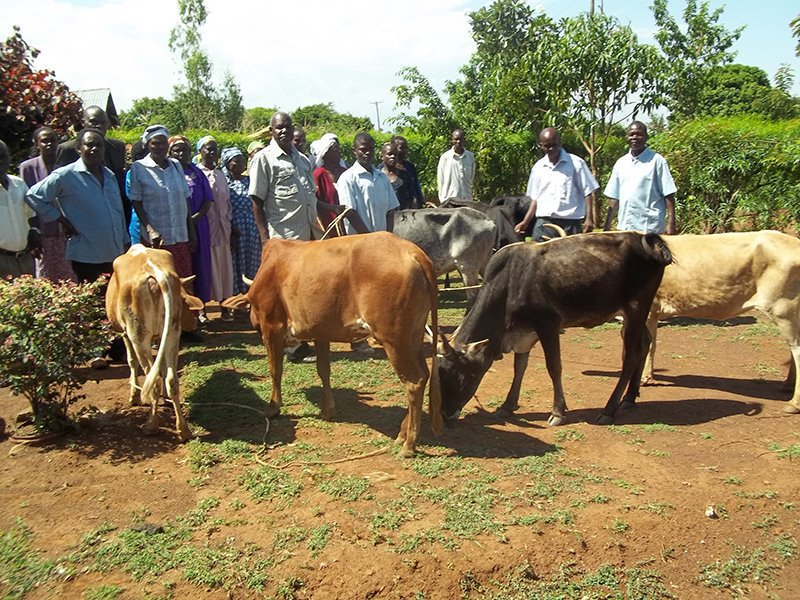 Indegenous Cattle Dispersal Project