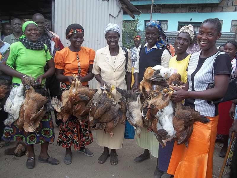 Indegenous Chicken Dispersal Project