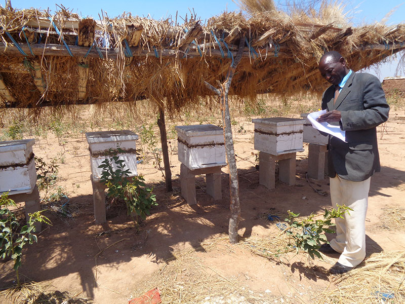 Tanzania Beekeeping
