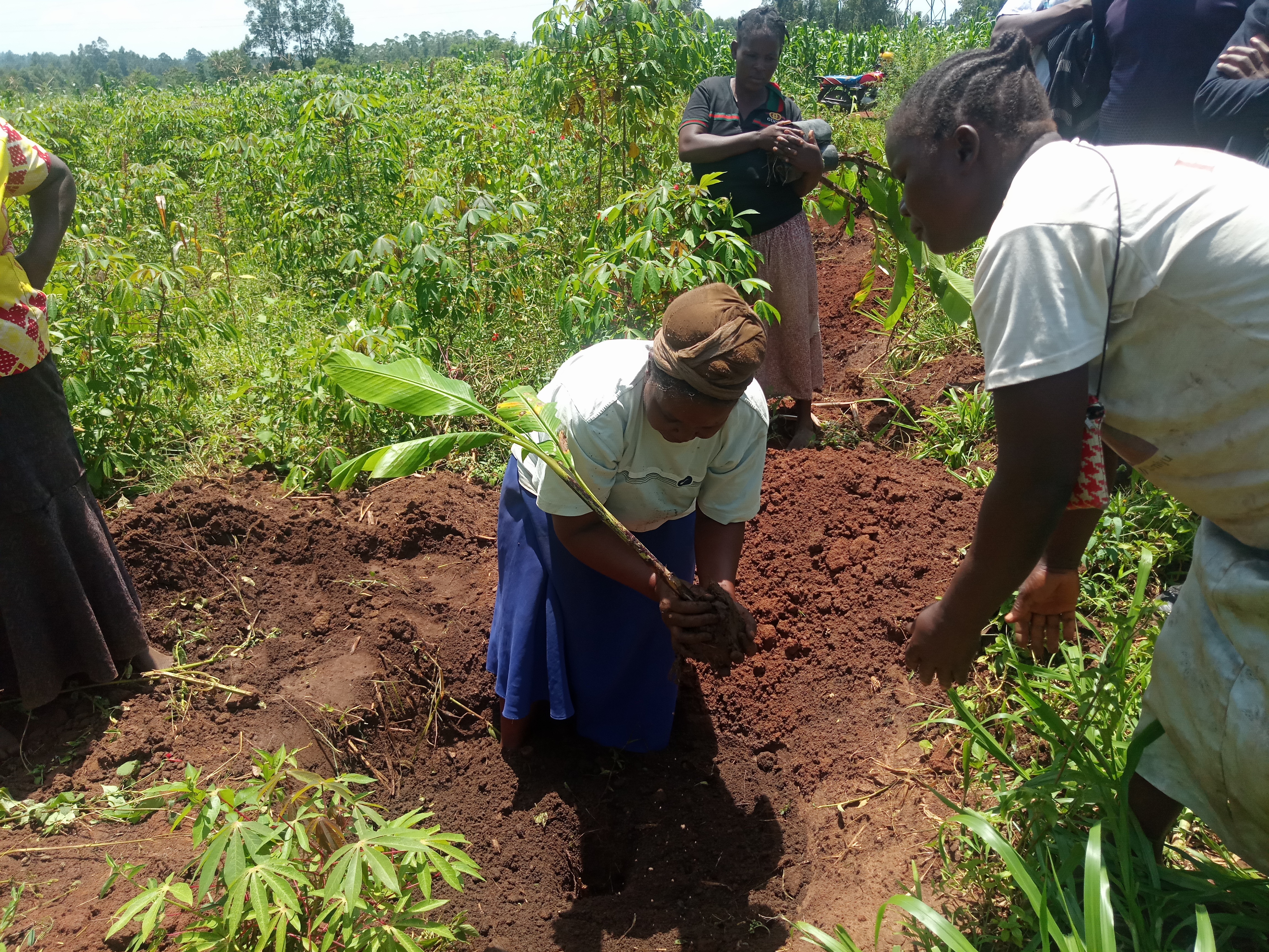 Water Livelihoods and Wash West